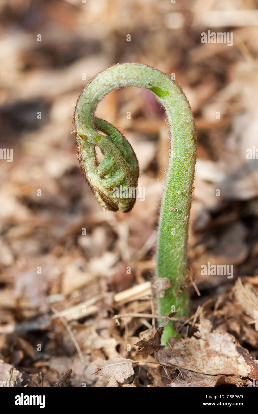 Farn Wedel unfurling von Erde, grünes Thema, braunen Hintergrund. Stockfoto