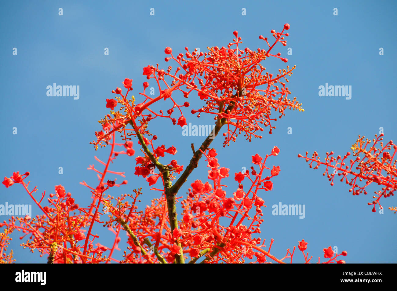 Flame Tree, Brachychiton Acerifolius Blüte gegen den blauen Himmel Stockfoto