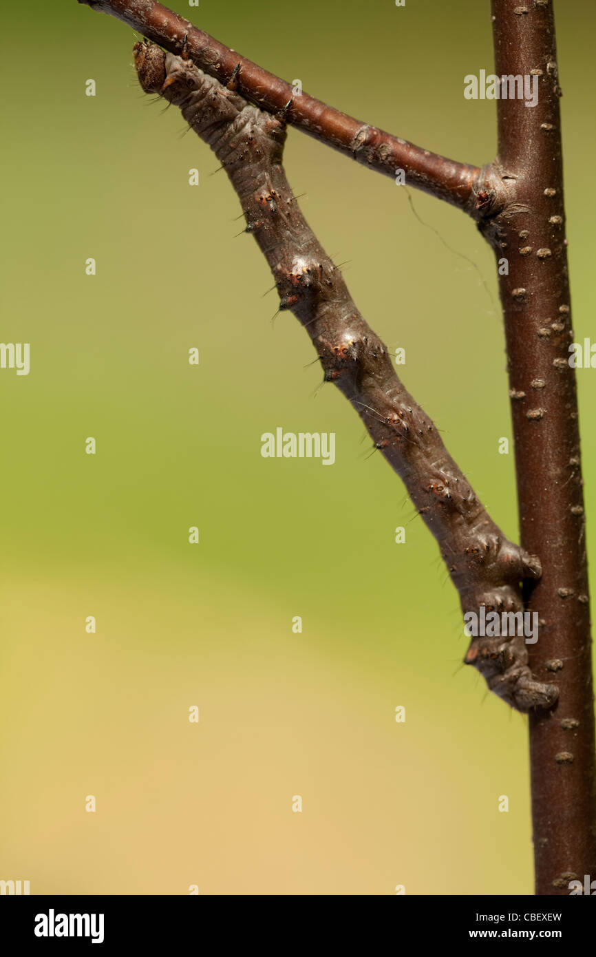 große braune Raupe Standortwahl auf Ast Stockfoto