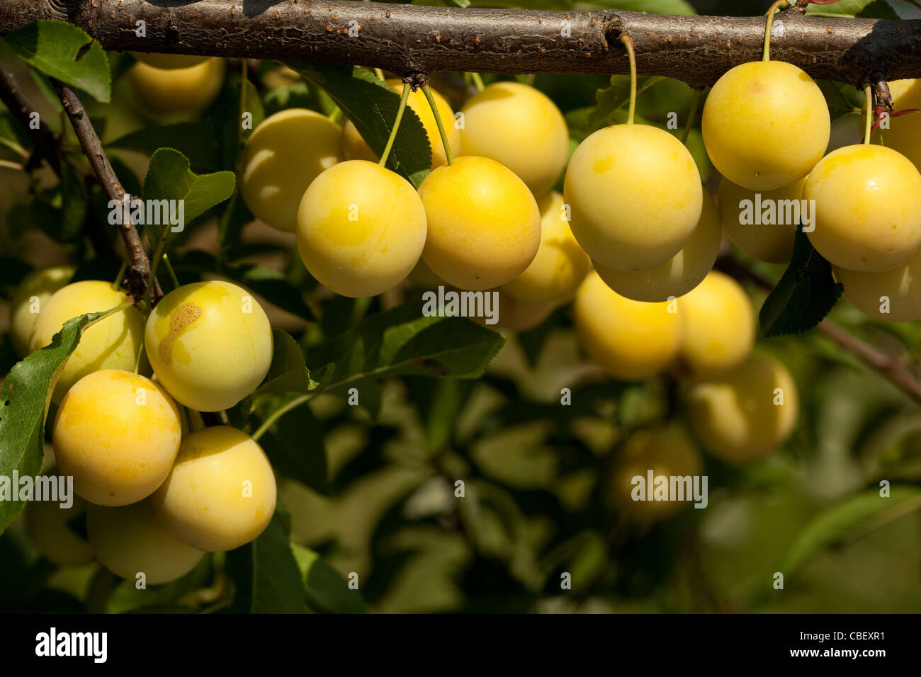 Frucht Pflaume auf Baum im Obstgarten Stockfoto
