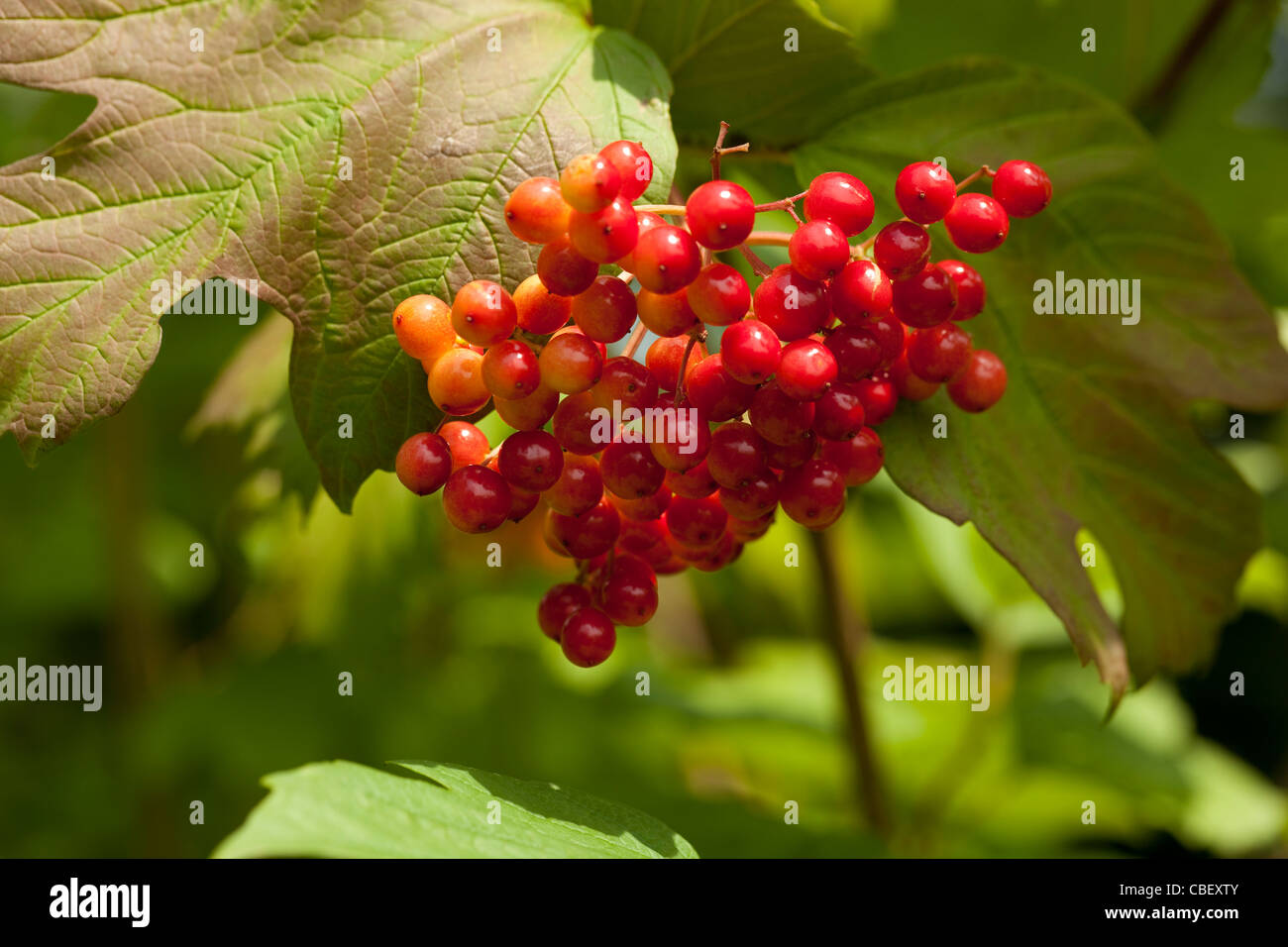 rote Früchte am Baum Schneeball (Viburnum Opulus) Stockfoto