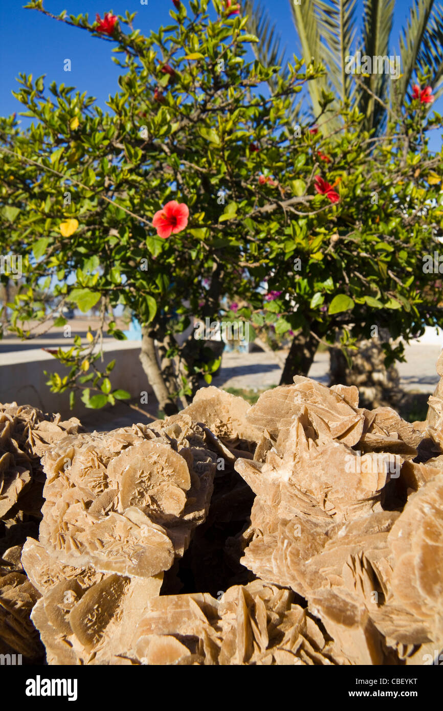 Desert rose Stein und Hibiskus Baum, Tunesien Stockfoto