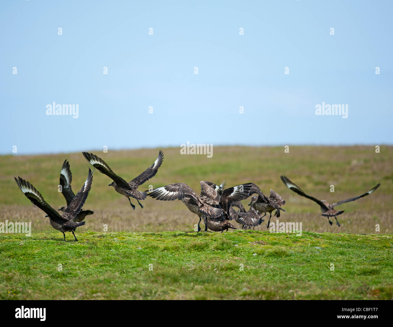 Eine Herde von Great Skuas oder Raubmöwen ausziehen auf die Insel Noss, Shetland I9slands. Schottland. SCO 7760. Stockfoto
