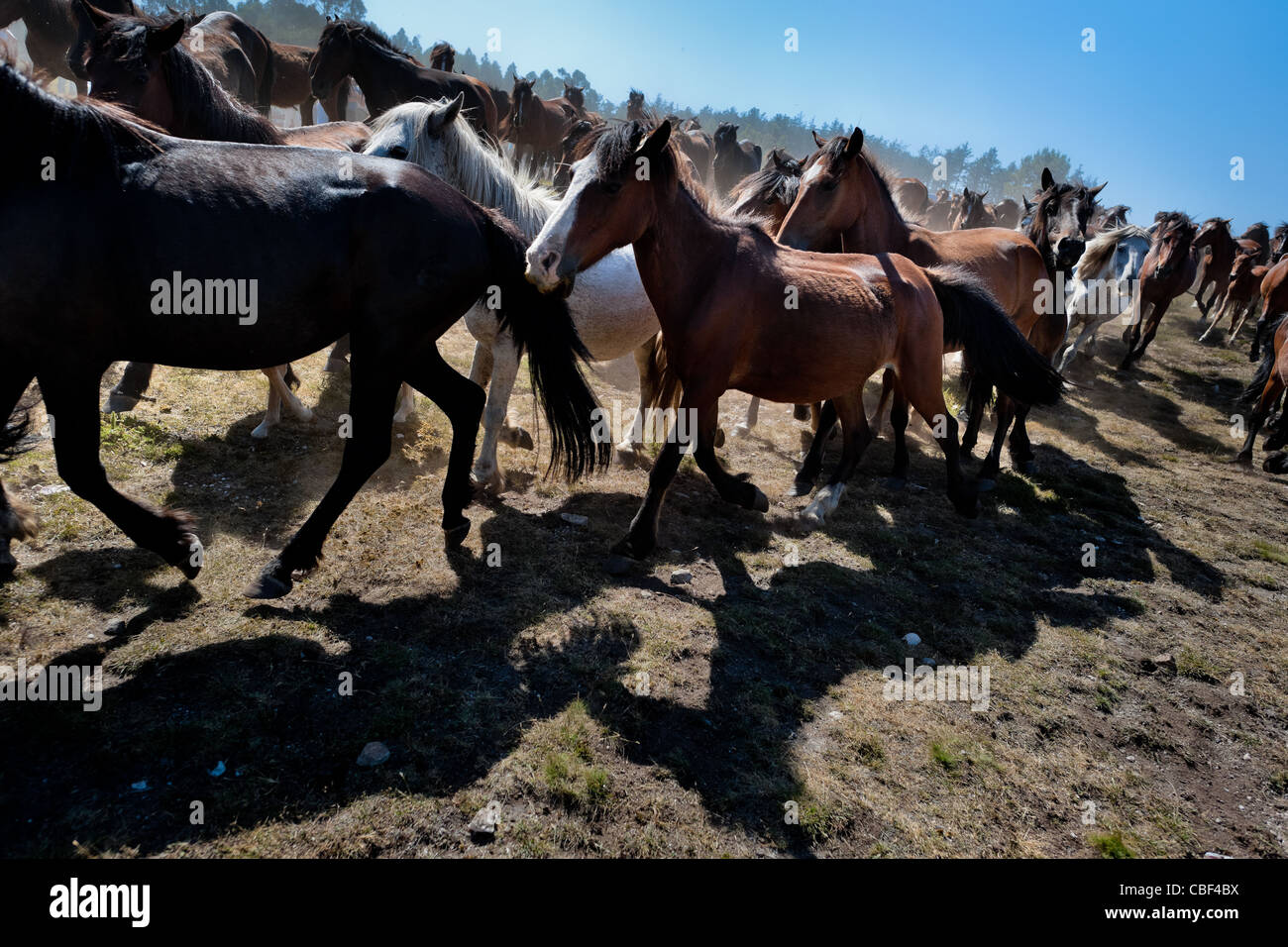 Wilde Pferde sind aus den Bergen für die Rapa Das Bestas (Shearing der Tiere) Festival in Torroña, Spanien nach unten getrieben. Stockfoto