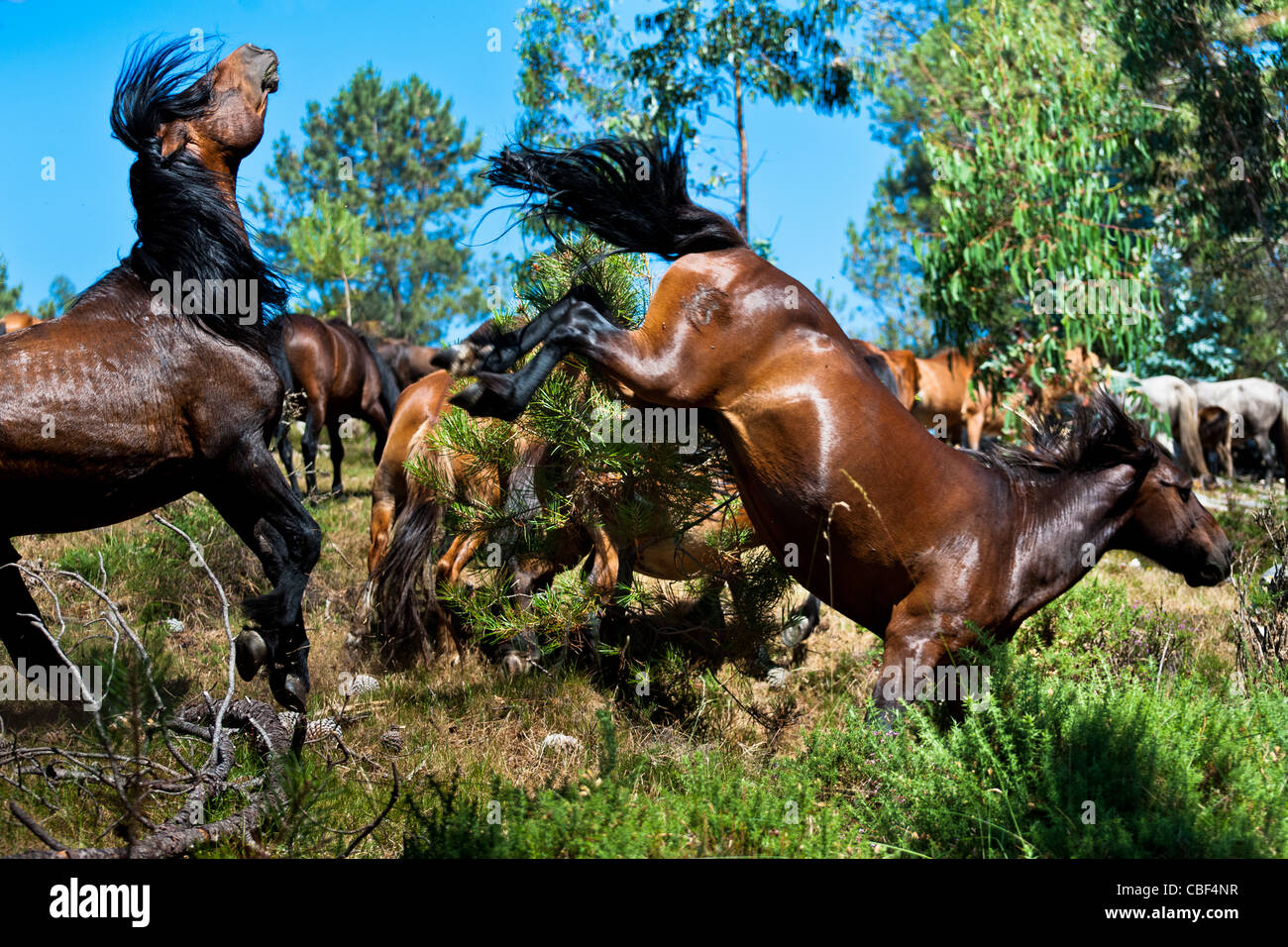 Zwei wilde Pferde kämpfen während der Rapa Das Bestas (Shearing der Tiere) Festival in Torroña, Spanien. Stockfoto
