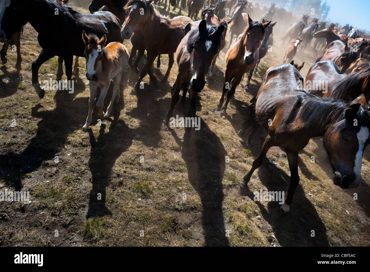 Wilde Pferde sind aus den Bergen für den jährlichen Rapa Das Bestas (Shearing der Tiere) Festival in Spanien nach unten getrieben. Stockfoto