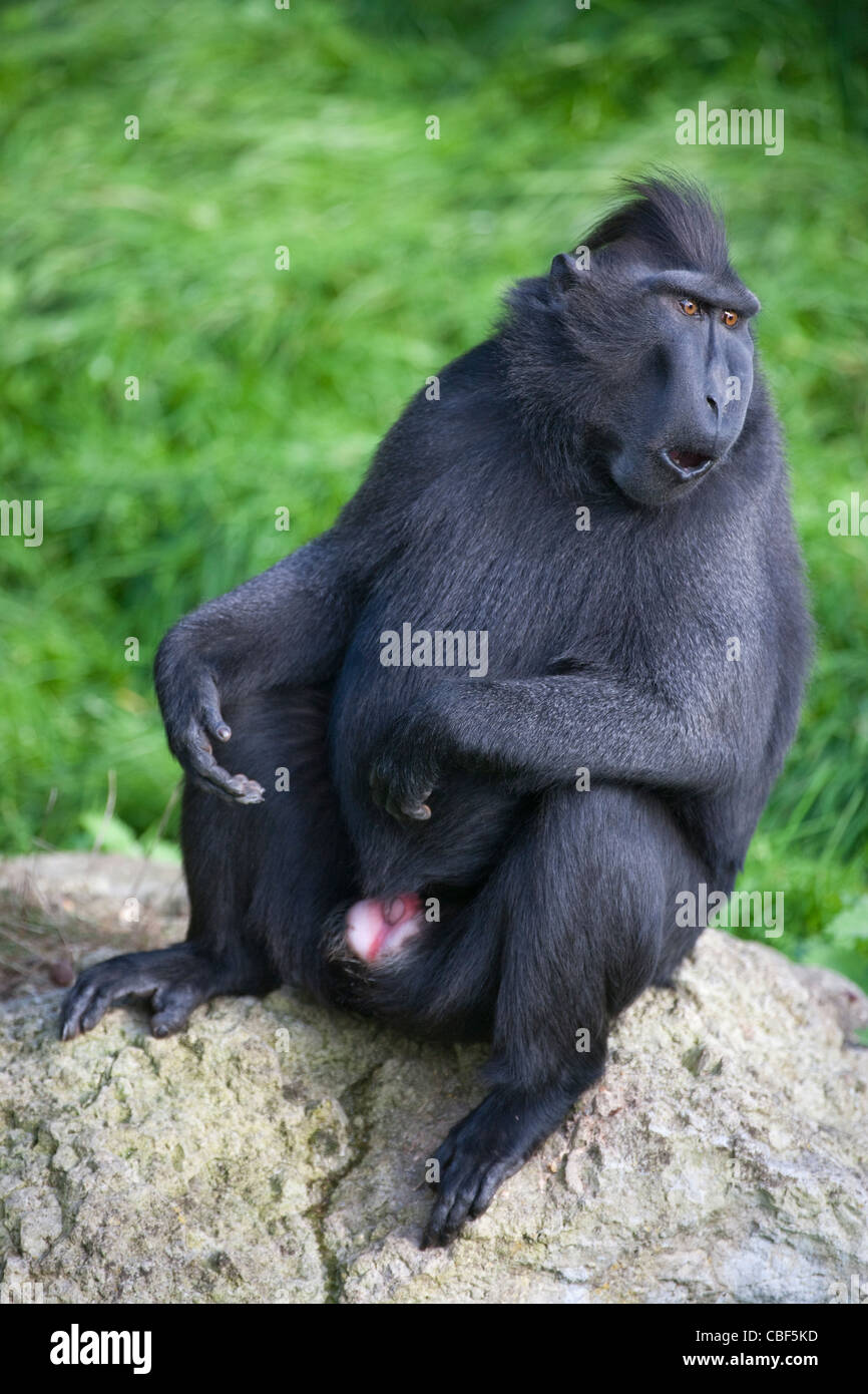 Sulawesi Crested Macaque (Macaca Nigra). Männchen, die Kommunikation mit anderen durch Gesichts Grimasse. Stockfoto