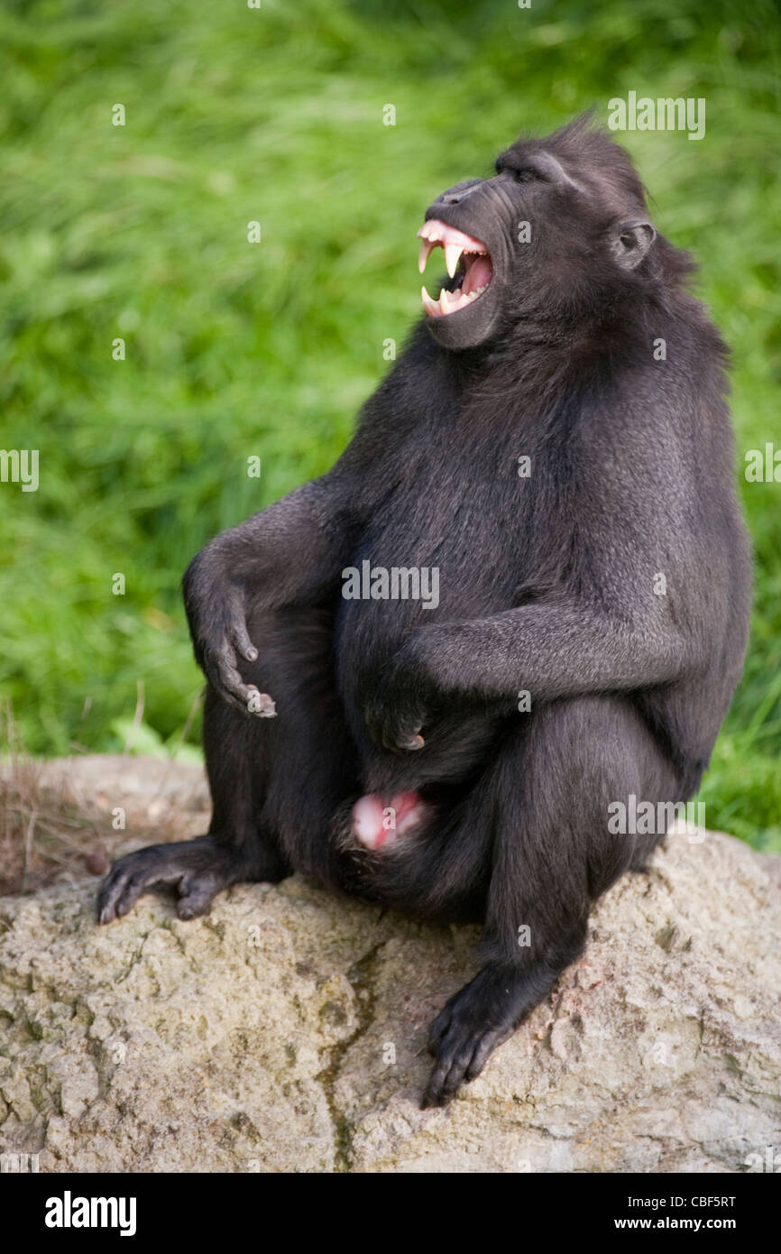 Sulawesi Crested Macaque (Macaca Nigra). Männchen, die Kommunikation mit anderen durch Gesichts Grimasse. Stockfoto