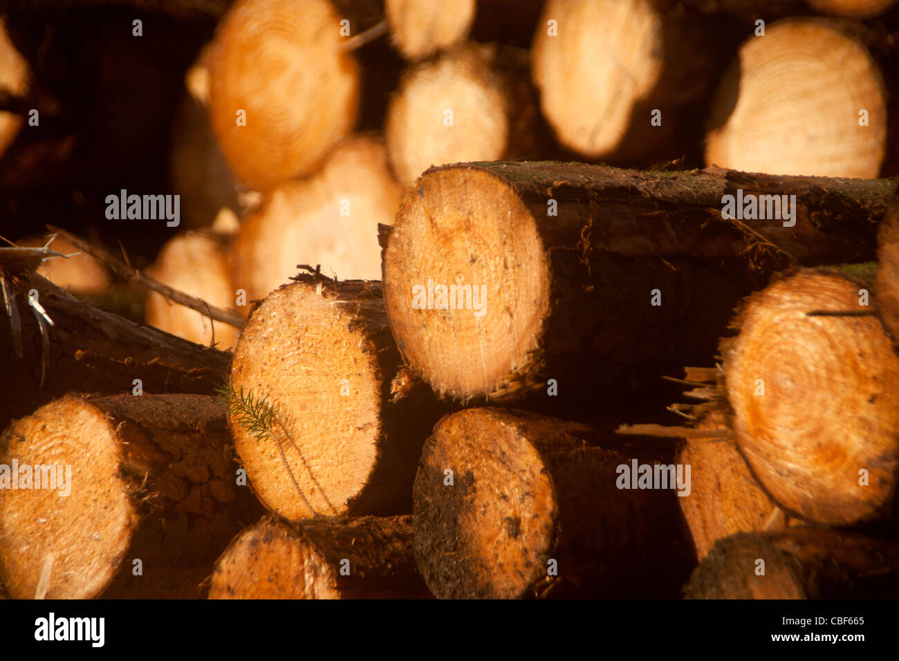 Stapel von Protokollen gehackt Baumstämme Claerwen Valley Powys Mid Wales UK Stockfoto