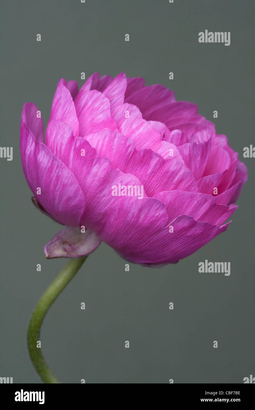 Ranunculus-Sorte, rosa Blume Motiv, grau hinterlegt. Stockfoto