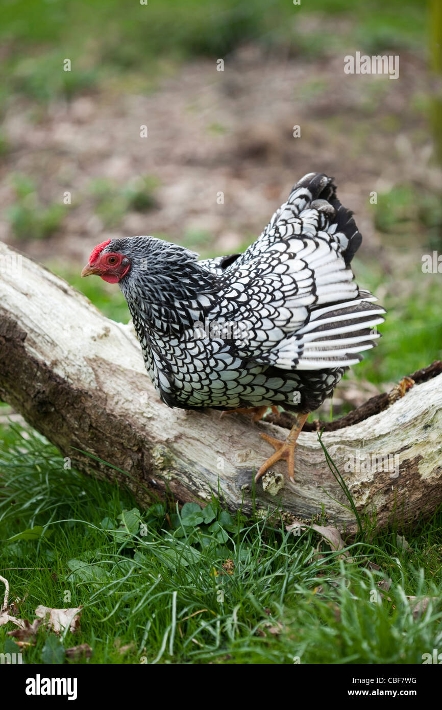 Silber-geschnürt Wyandotte Bantam Henne (Gallus Gallus). Broody, Ausübung, während eine Pause von ein Nest Eier ausbrüten. Stockfoto
