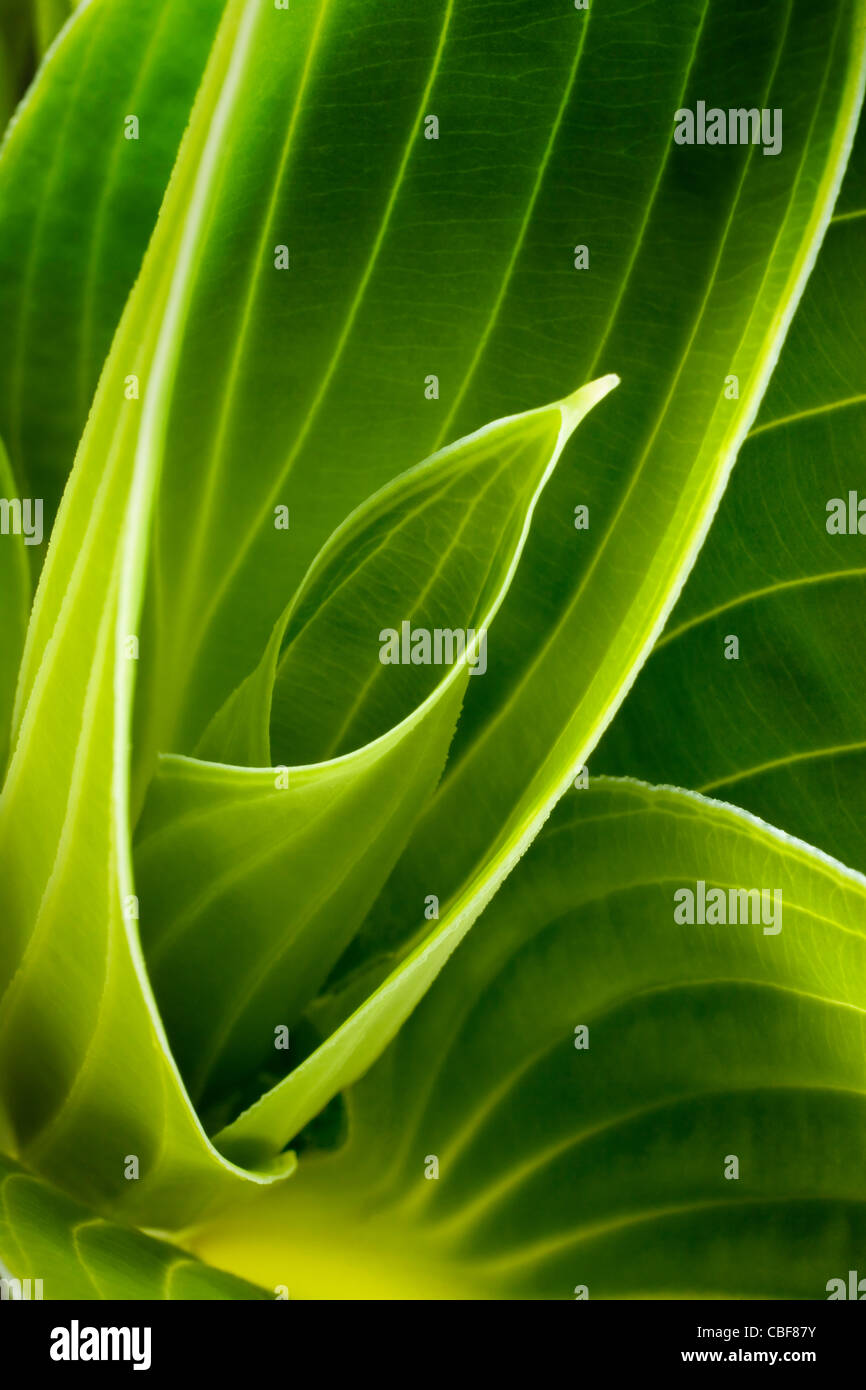 Hosta-Sorte, grünes Blatt Thema. Stockfoto