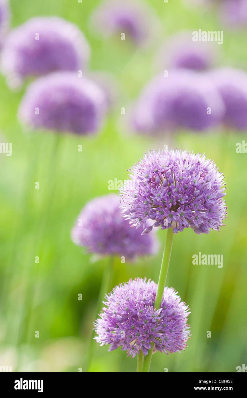 Allium Hollandicum 'Purple Sensation', Allium, lila Blumen Motiv. Stockfoto
