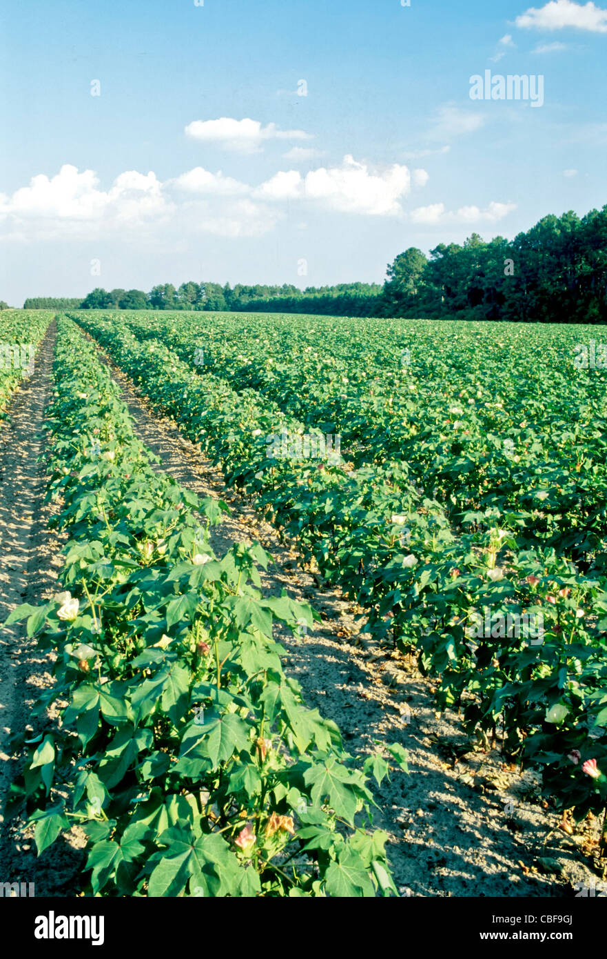 Baumwollfeld in Blüte, konvergierende Reihen. Stockfoto