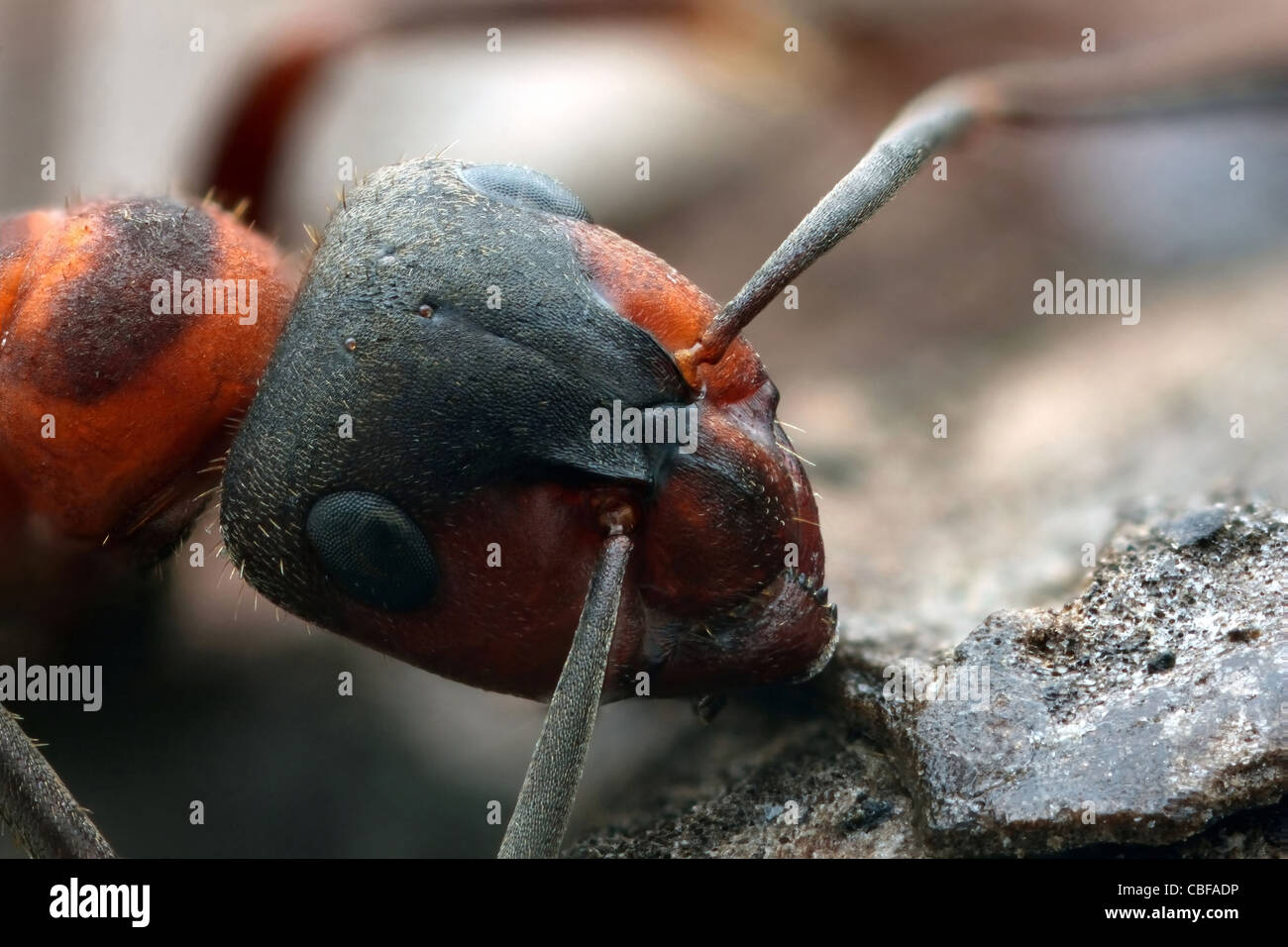 Schottische Waldameise (Formica Aquilonien) zeigt Nahaufnahme des Kopfes Stockfoto