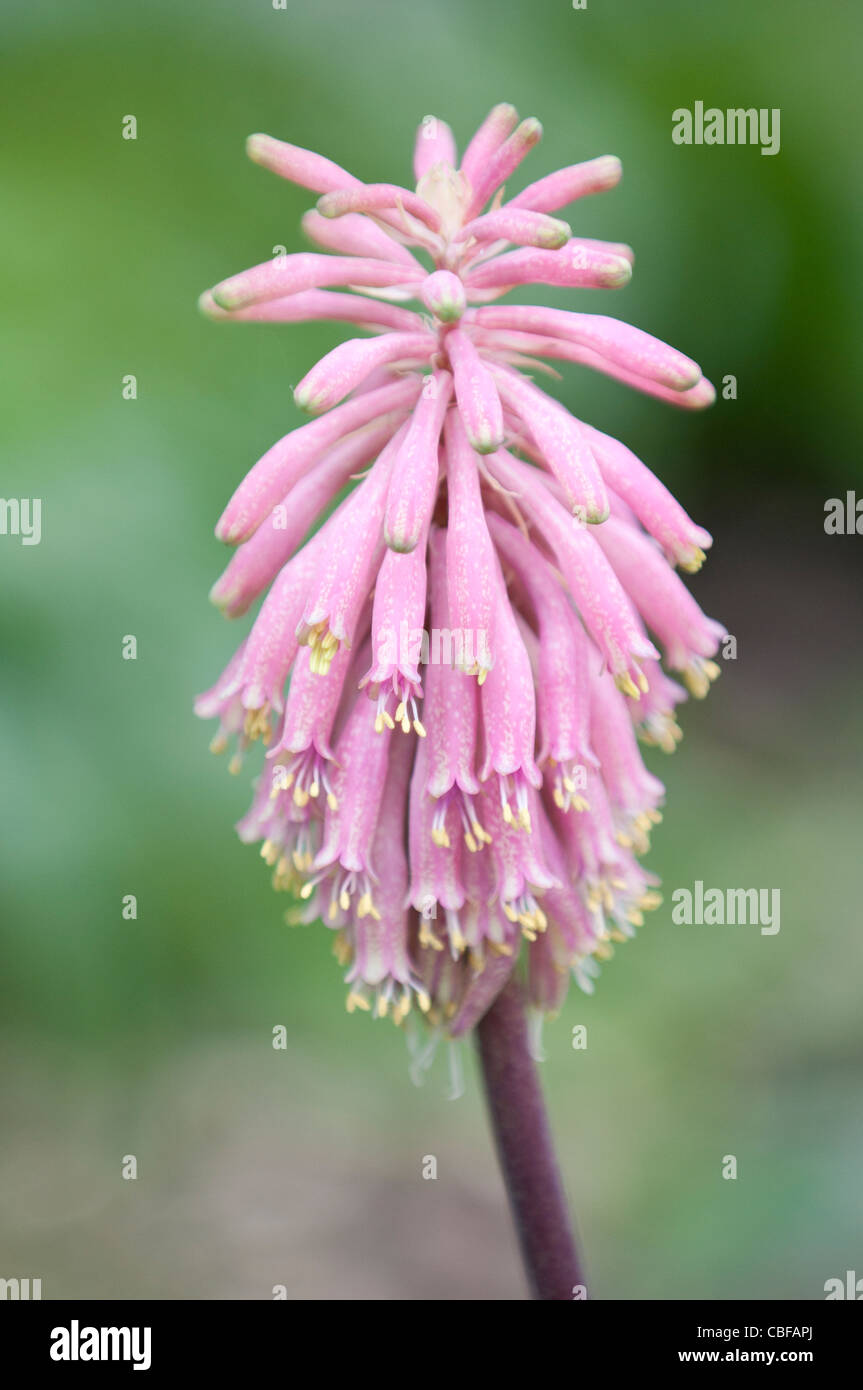 Veltheimia Bracteata, Veltheimia, rosa Blume Motiv. Stockfoto