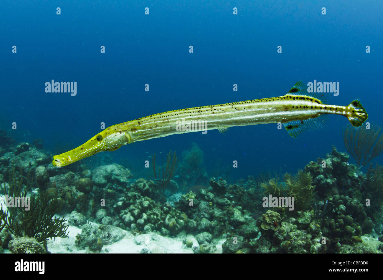 Trumpetfish (Aulostomus Maculatus), Bonaire, Niederländische Antillen, Karibik Stockfoto