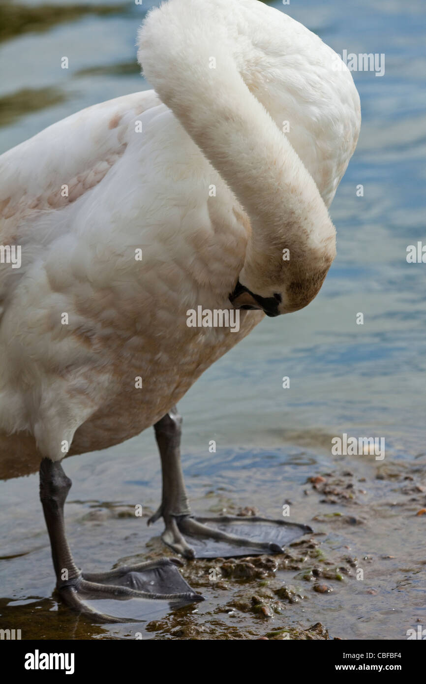 Höckerschwan (Cygnus Olor). Putzen Bauch Gefieder mit Kopf und Schnabel. Feder-Pflege und Wartung. Stockfoto