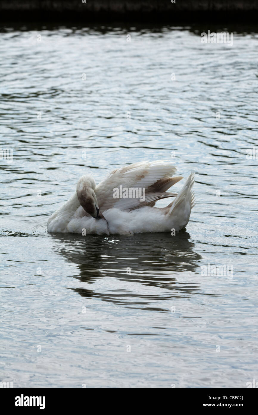 Höckerschwan (Cygnus Olor). Unreifen Vogel, Flanke, putzen, während schwimmen. Stockfoto