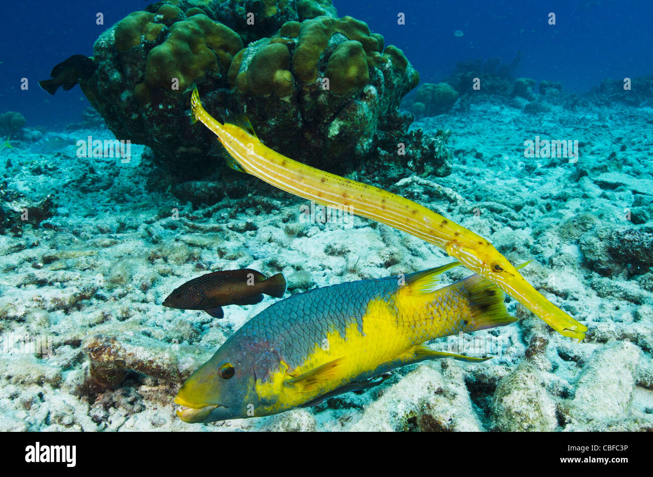 Spanisch-Lippfische (Bodianus Rufus) & Trumpetfish (Aulostomus Maculatus), Bonaire, Niederländische Antillen, Karibik Stockfoto
