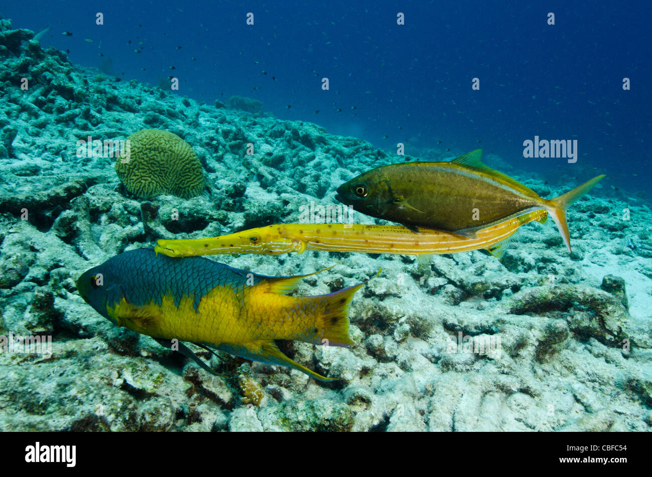 Spanisch-Lippfische (Bodianus Rufus), Trumpetfish (Aulostomus Maculatus) & Bar Jack (Caranx Ruber), Bonaire, Karibik Stockfoto