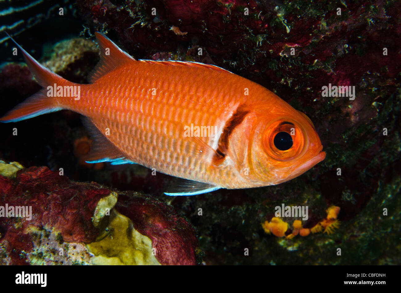 Blackbar Soldierfish (Myripristis Jacobus), Bonaire, Niederländische Antillen, Karibik Stockfoto