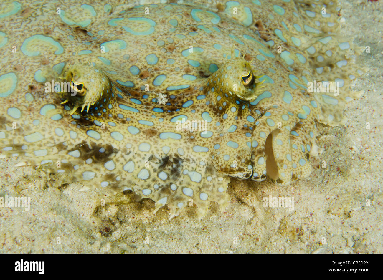 Pfau-Flunder (Bothus Lunatus), Bonaire, Niederländische Antillen, Karibik Stockfoto