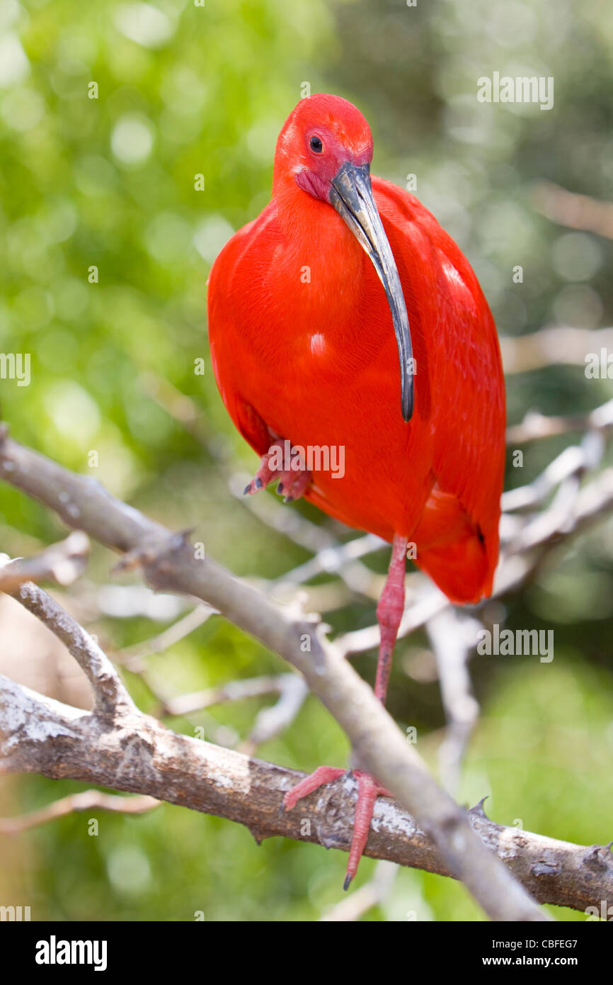 Scarlet Ibis (Eudocimus Ruber) Stockfoto