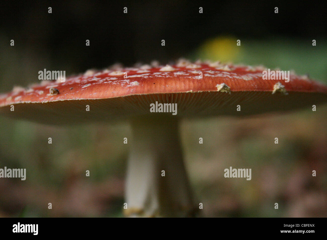 Ein roter Pilz Pilz mit einem weißen Stiel und weiße Flecken Wald im Hintergrund. Stockfoto