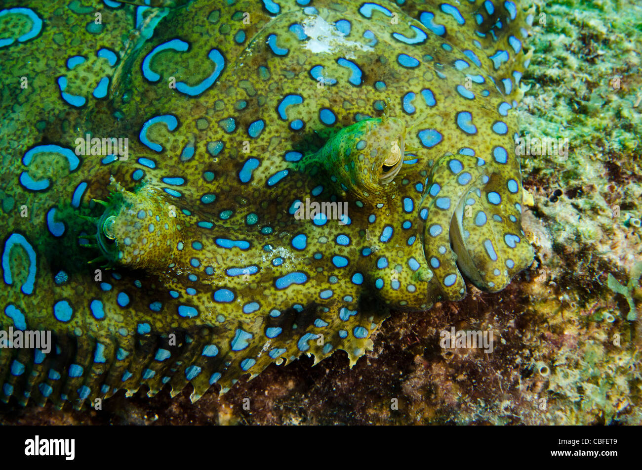 Pfau-Flunder (Bothus Lunatus), Bonaire, Niederländische Antillen, Karibik Stockfoto