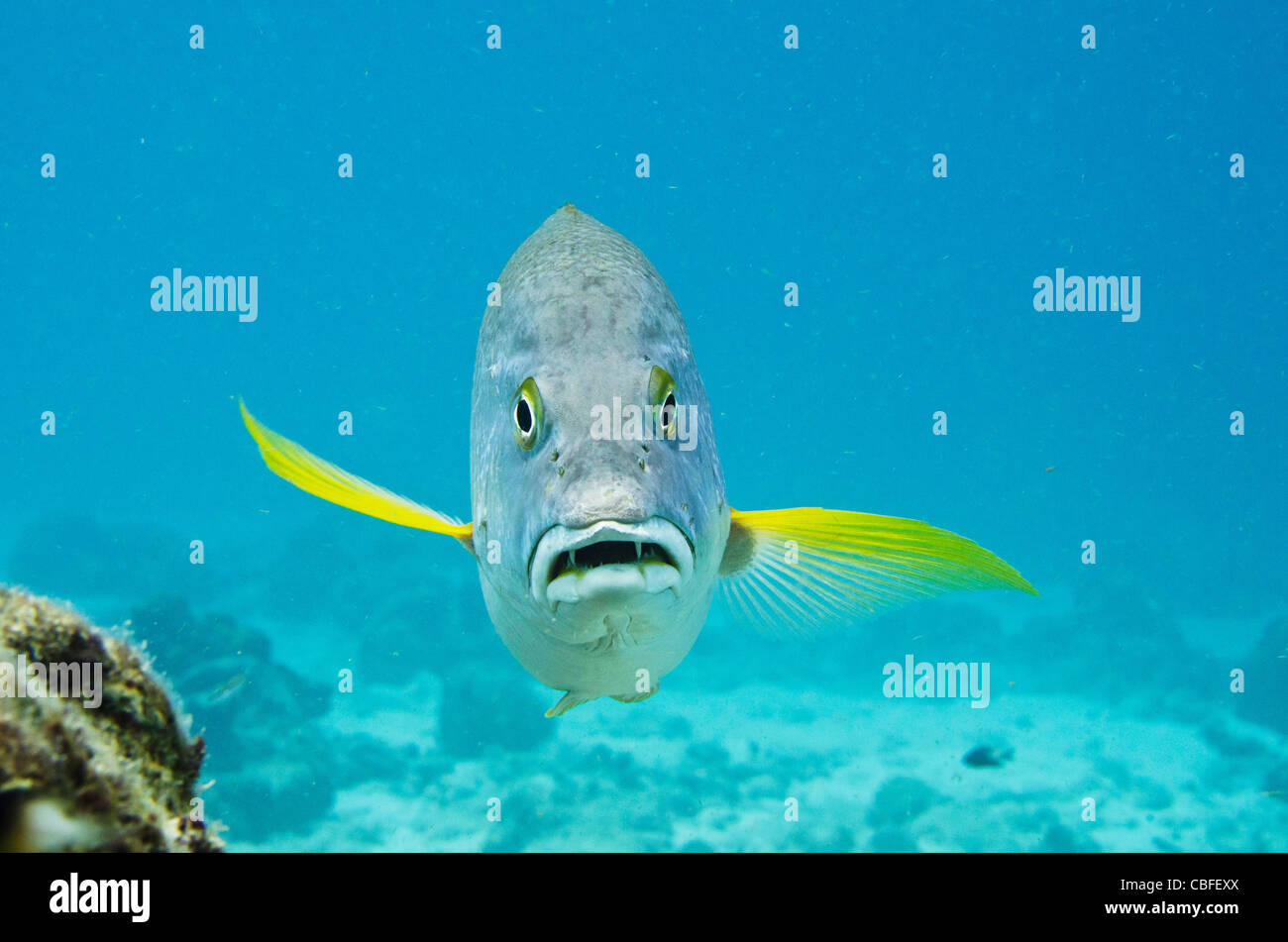 Hund, Schnapper (Lutjanus Jocu), Bonaire, Niederländische Antillen, Karibik Stockfoto