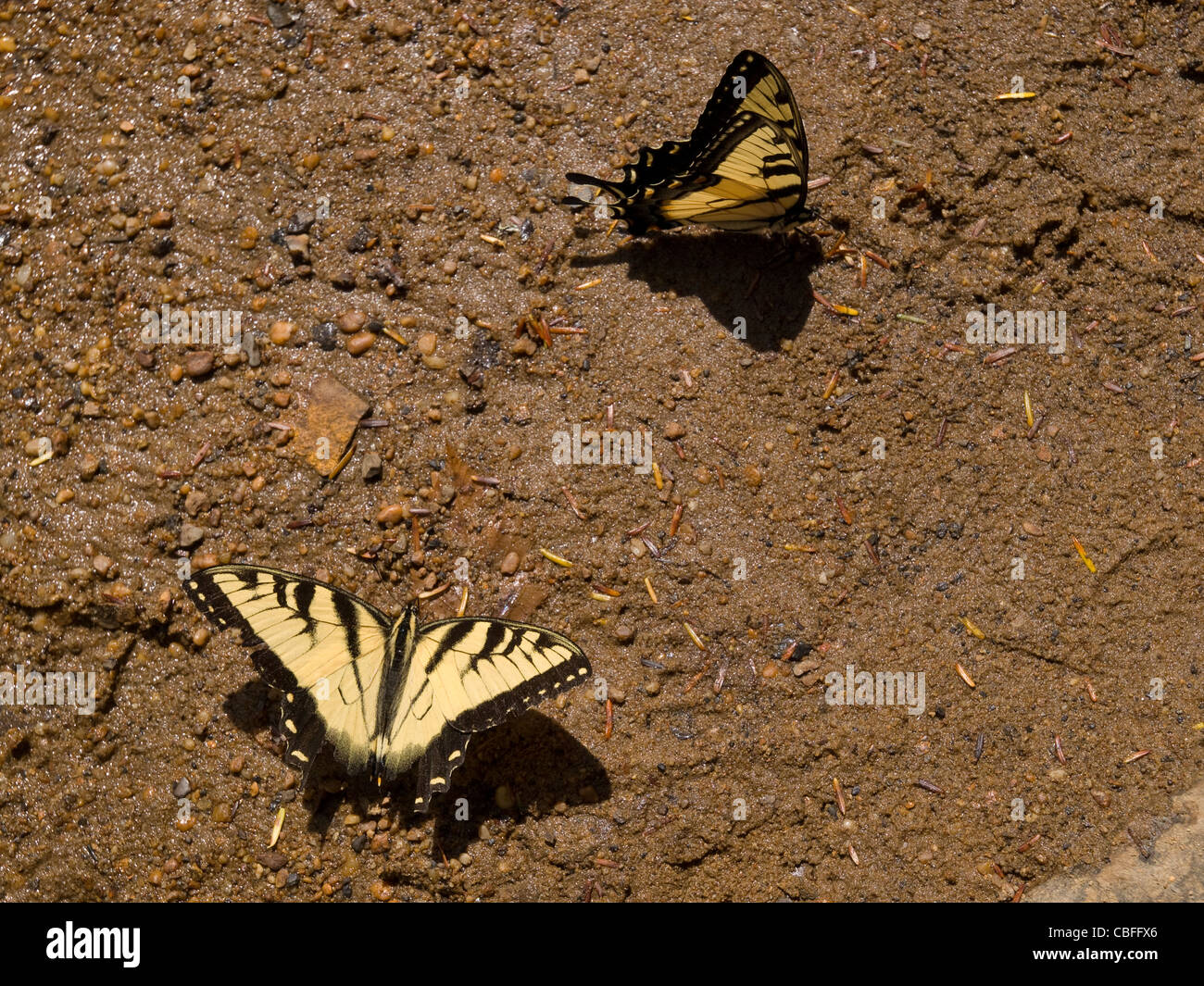 Östliche Tiger Schwalbenschwanz (Papilio Glaucus) sammeln Mineralien aus Schlamm auf eine Stream-Bank. Stockfoto