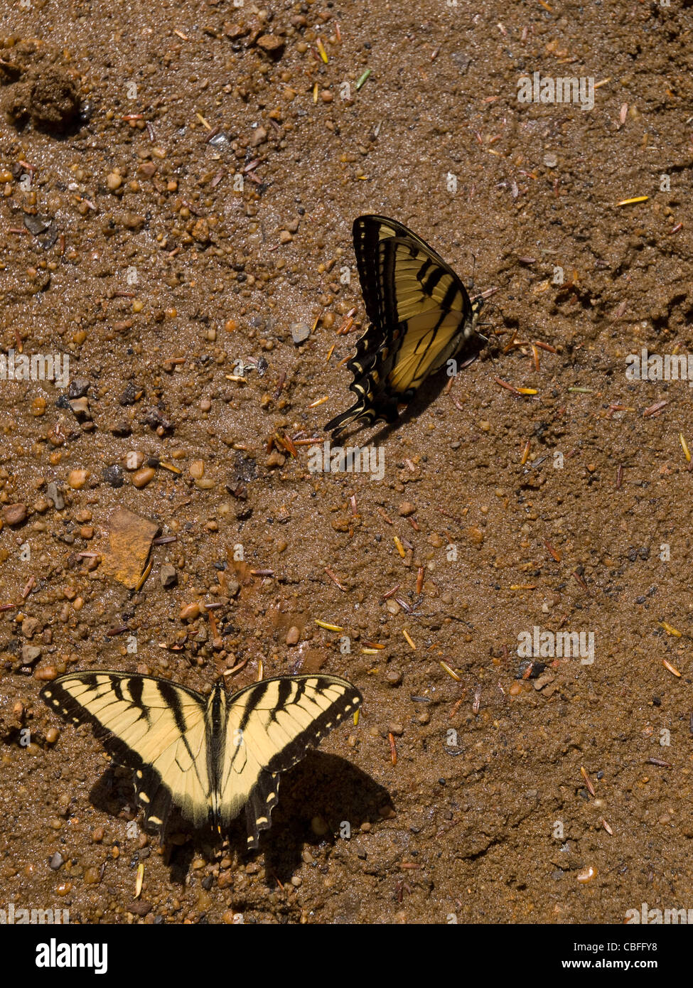 Östliche Tiger Schwalbenschwanz (Papilio Glaucus) sammeln Mineralien aus Schlamm auf eine Stream-Bank. Stockfoto