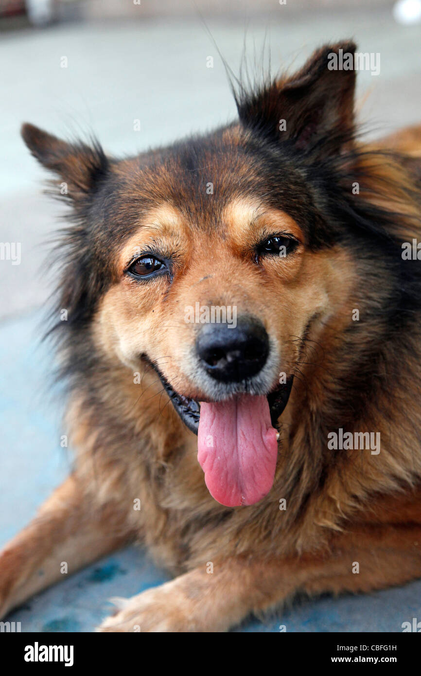 Glücklicher Hund lächelnd mit Zunge räkelt sich in Patong, Phuket, Thailand Stockfoto