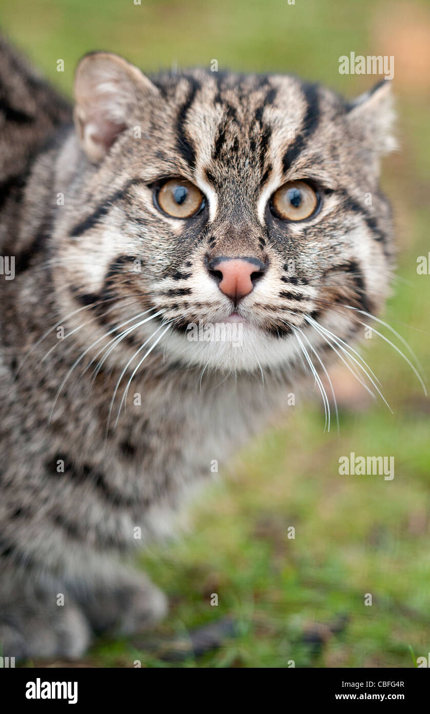 Fischen-Katze (Nahaufnahme) Stockfoto