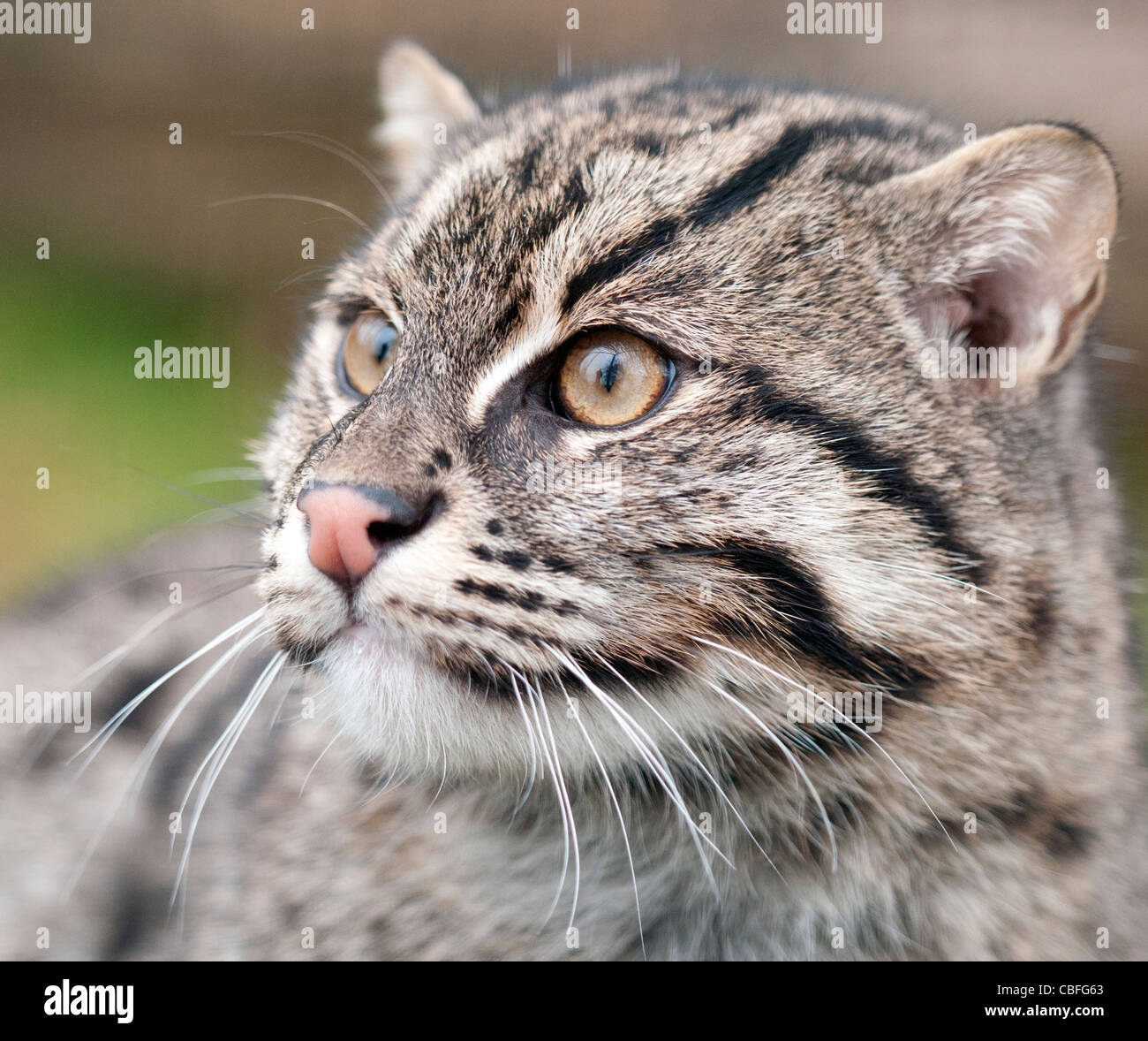 Fischen-Katze (Nahaufnahme) Stockfoto