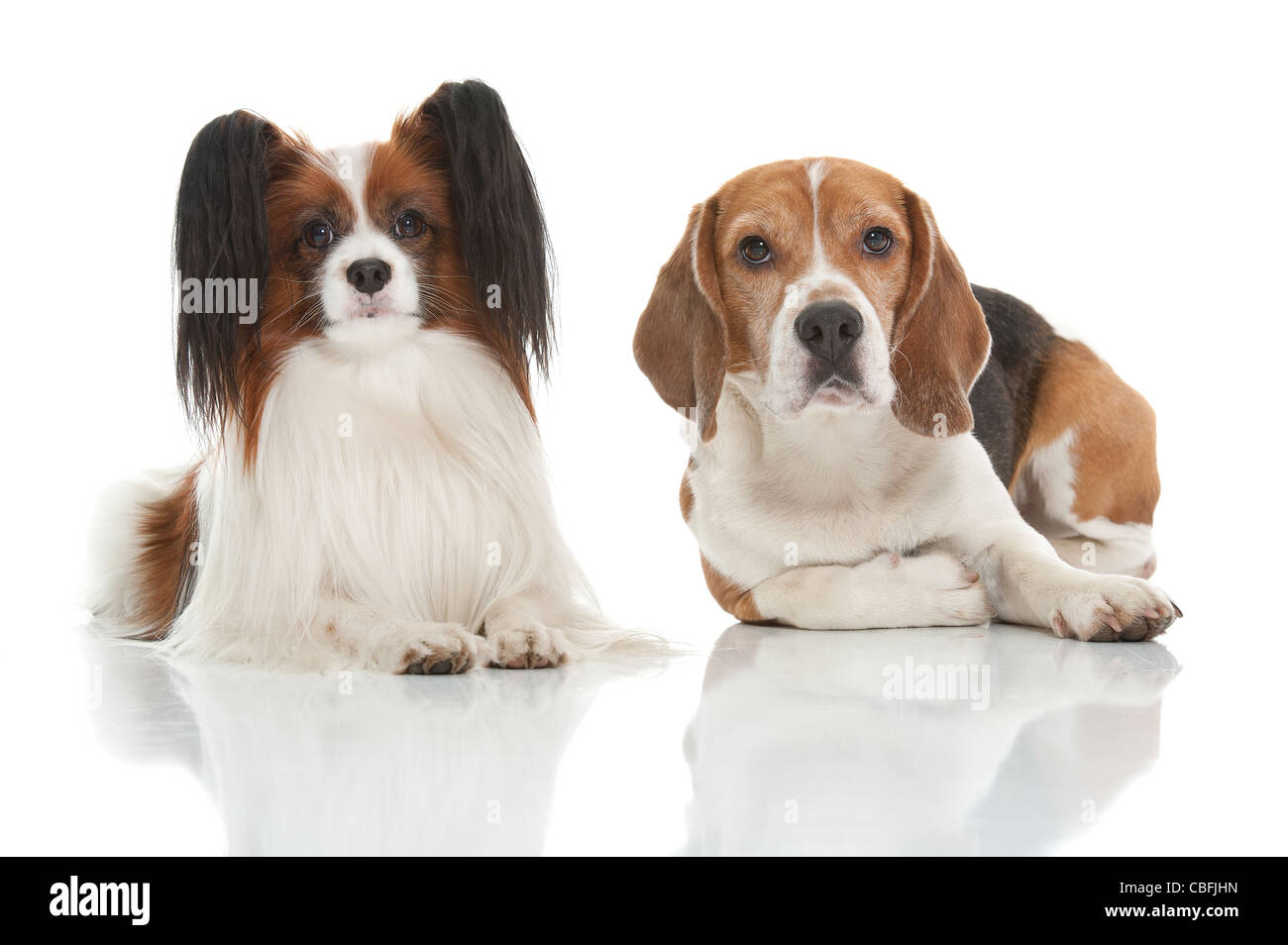ein Beagle und Papillion Hund niedlich Stockfoto ein Beagle und Papillion Hund niedlich Stockfoto