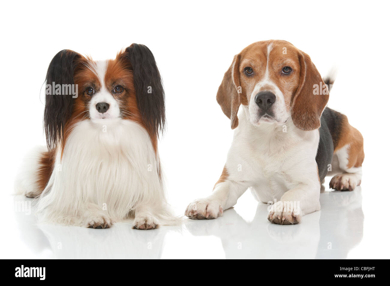 ein Beagle und Papillion Hund niedlich Stockfoto ein Beagle und Papillion Hund niedlich Stockfoto