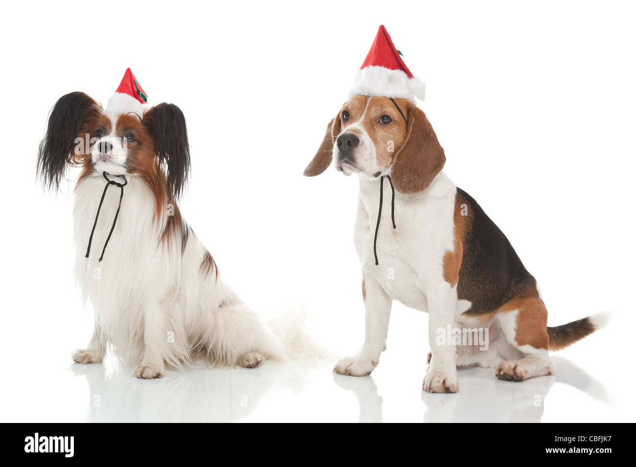 ein Beagle und Papillion Hund niedlich Stockfoto ein Beagle und Papillion Hund niedlich Stockfoto