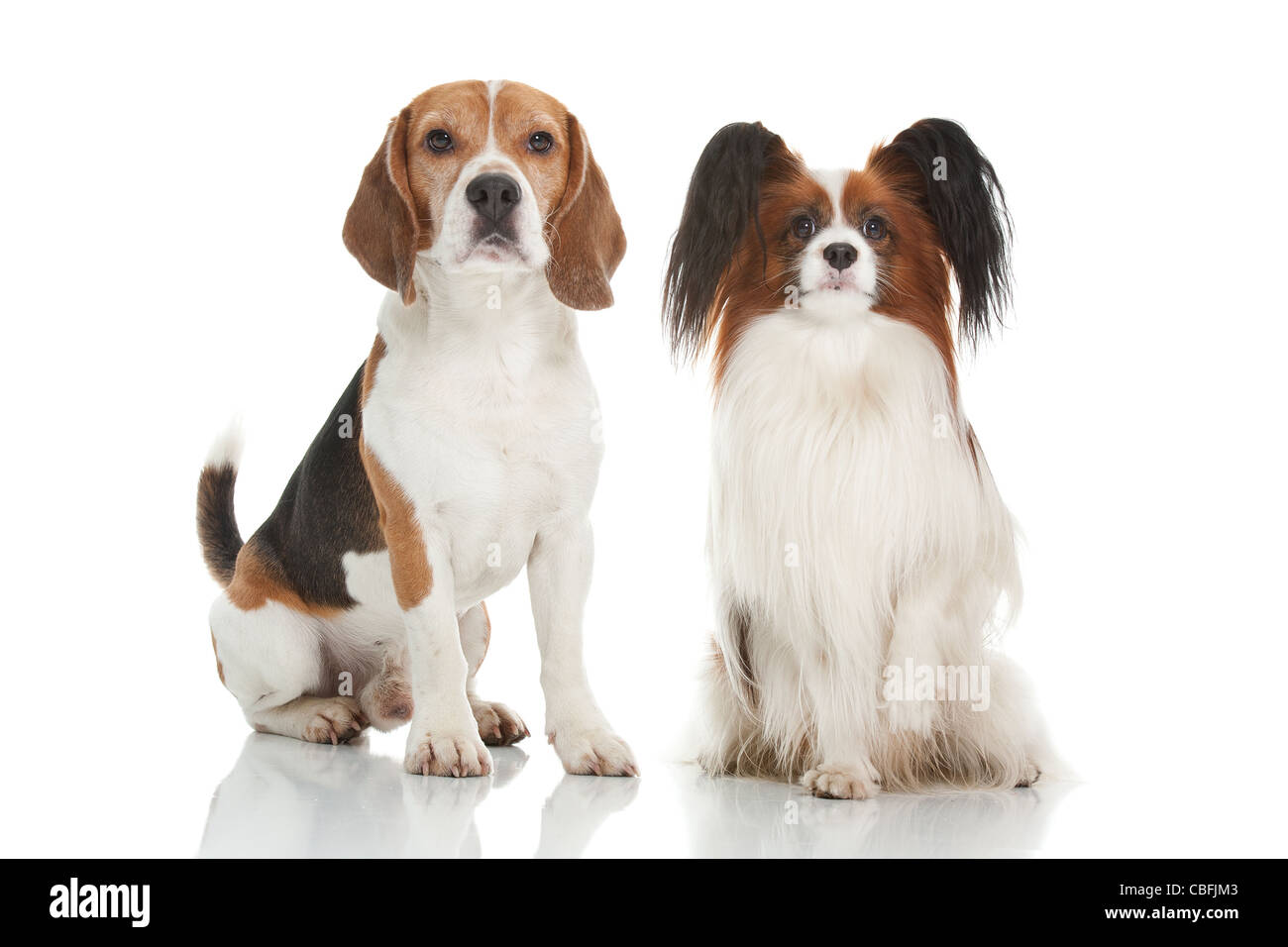 ein Beagle und Papillion Hund niedlich Stockfoto ein Beagle und Papillion Hund niedlich Stockfoto
