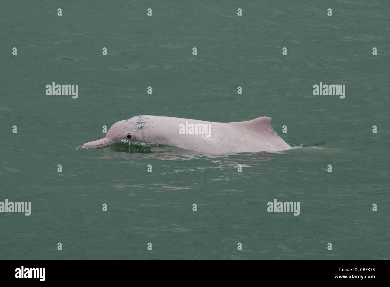 Indo-pazifischen Buckelwal Delfin (Sousa Chinensis), auftauchen. Hong Kong, Pearl River Delta. Stockfoto