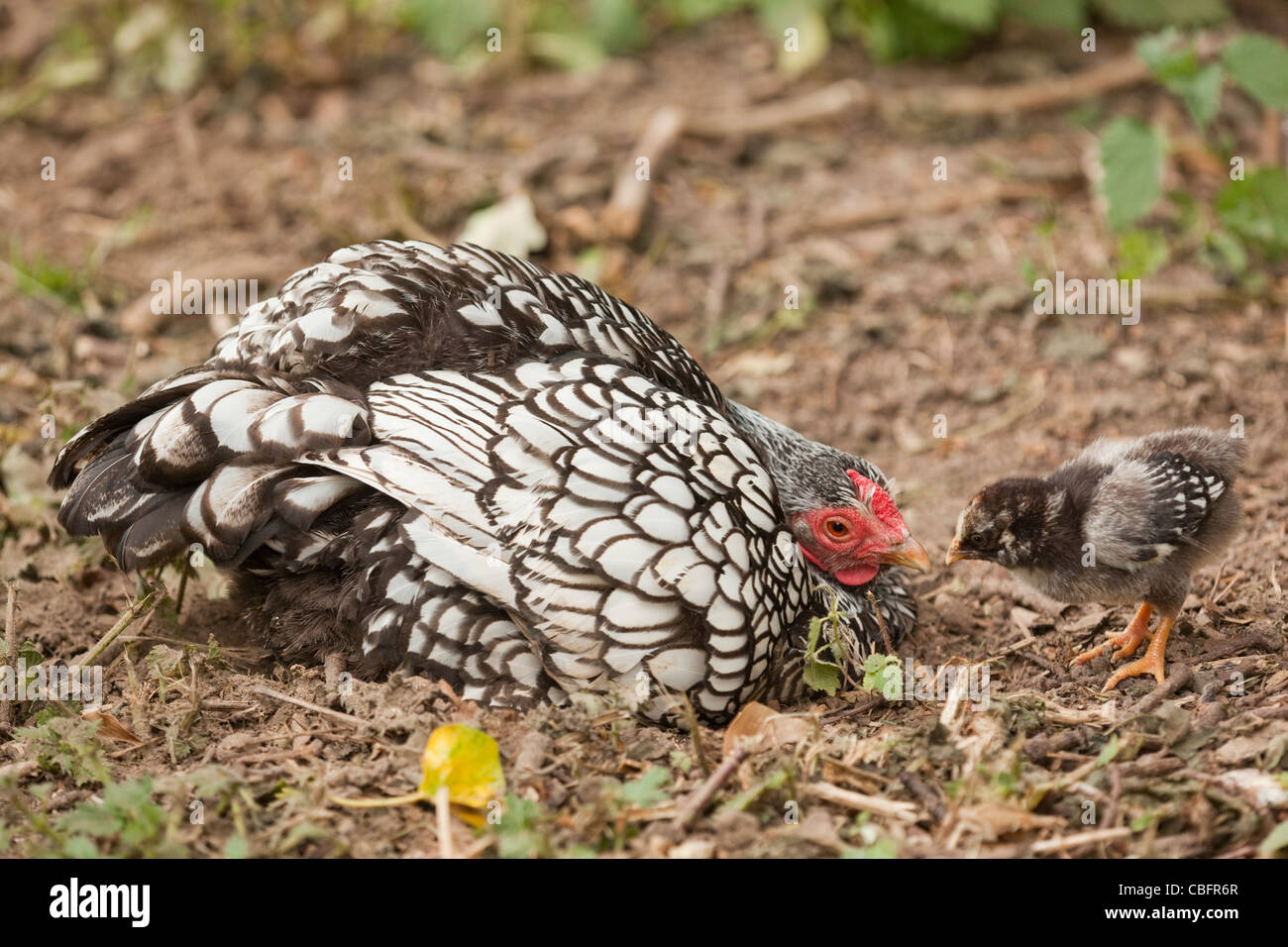 Silber-geschnürt Wyandotte Bantam Henne (Gallus Gallus). Broody, mit einem Küken Staub baden. Stockfoto