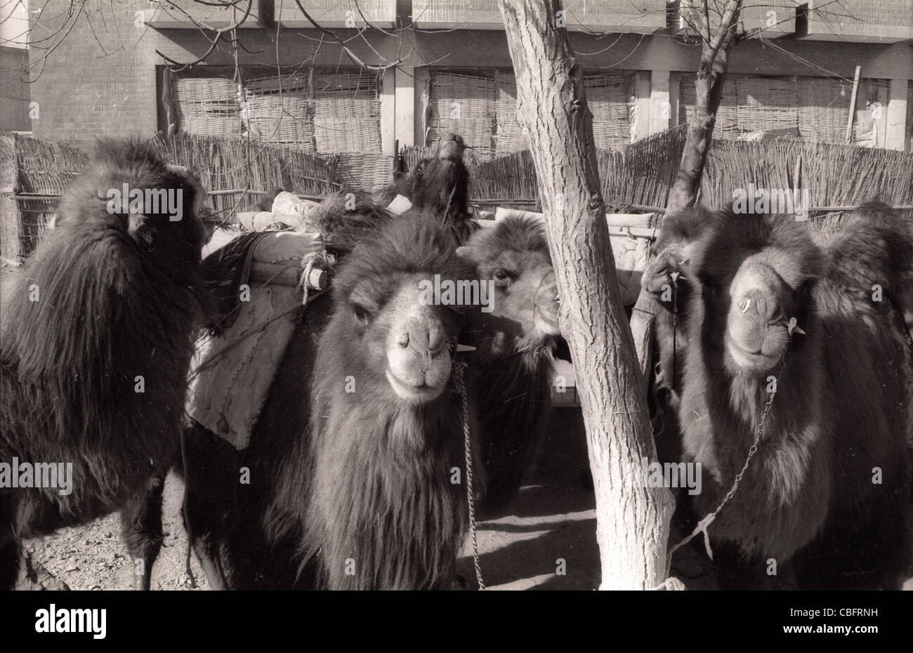 Kamele warten darauf, im Jahre 1986 in Tibet geladen werden. Stockfoto