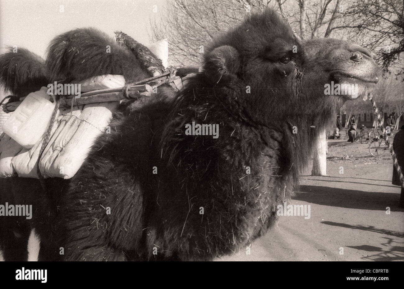 Kamel Trekking in Tibet im Jahre 1986 geladen. Stockfoto