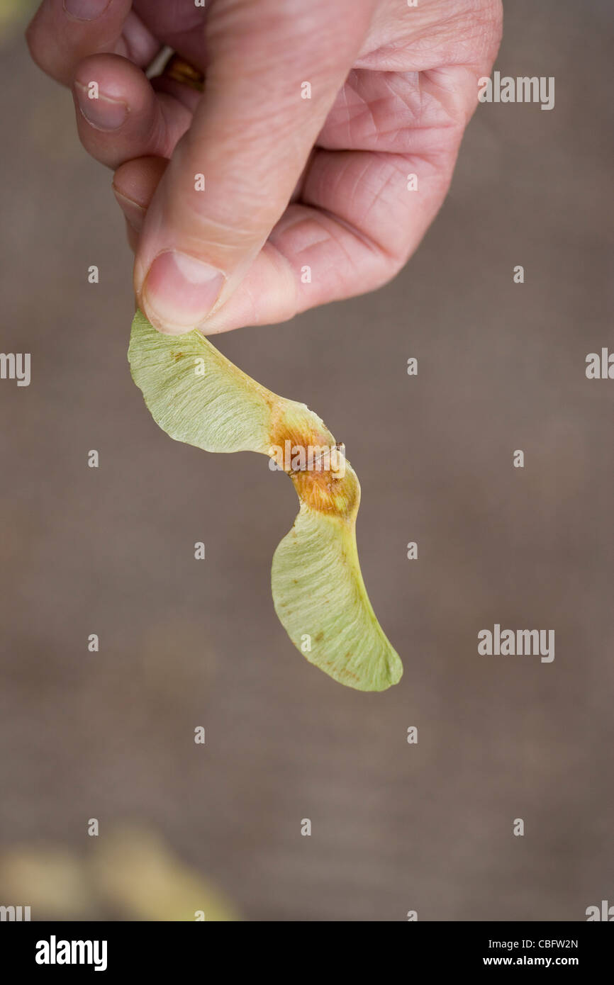 Ahorn (Acer Pseudoplatanus). Gepaart, geflügelte Früchte in Finger statt. Stockfoto