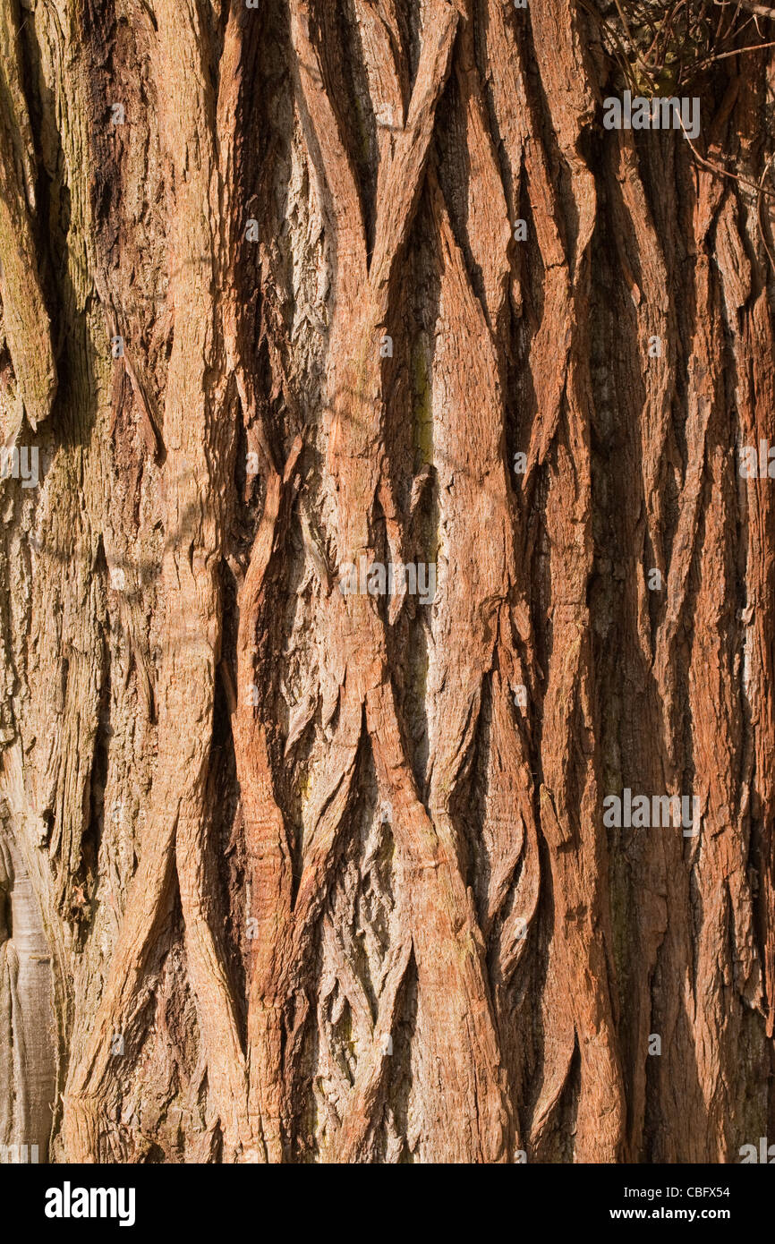 Edelkastanie (Castanea Sativa). Reife Baumstamm. Norfolk. Stockfoto