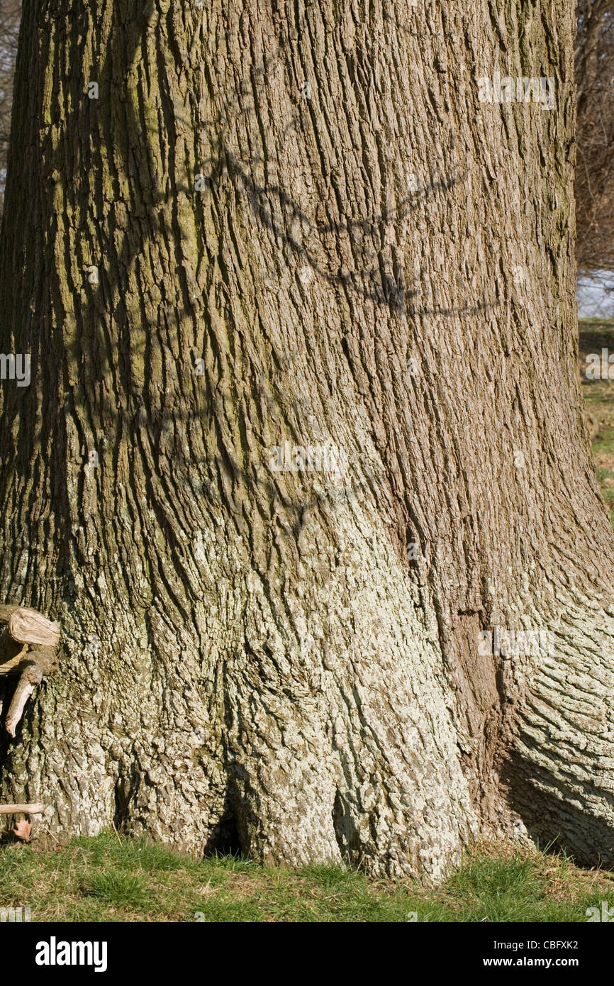 Stieleiche (Quercus Robur). Rissige Rinde am Stamm des Baumes Reifen. Stockfoto