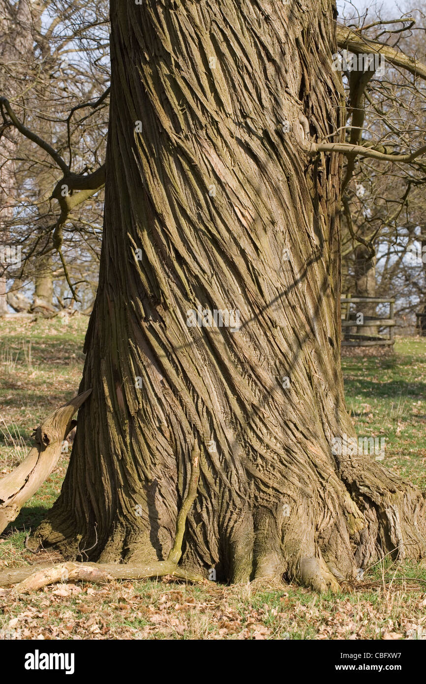 Edelkastanie (Castanea Sativa). Stamm der ausgewachsenen Baum Spirale Risse zeigen. Frühling, Norfolk. Stockfoto