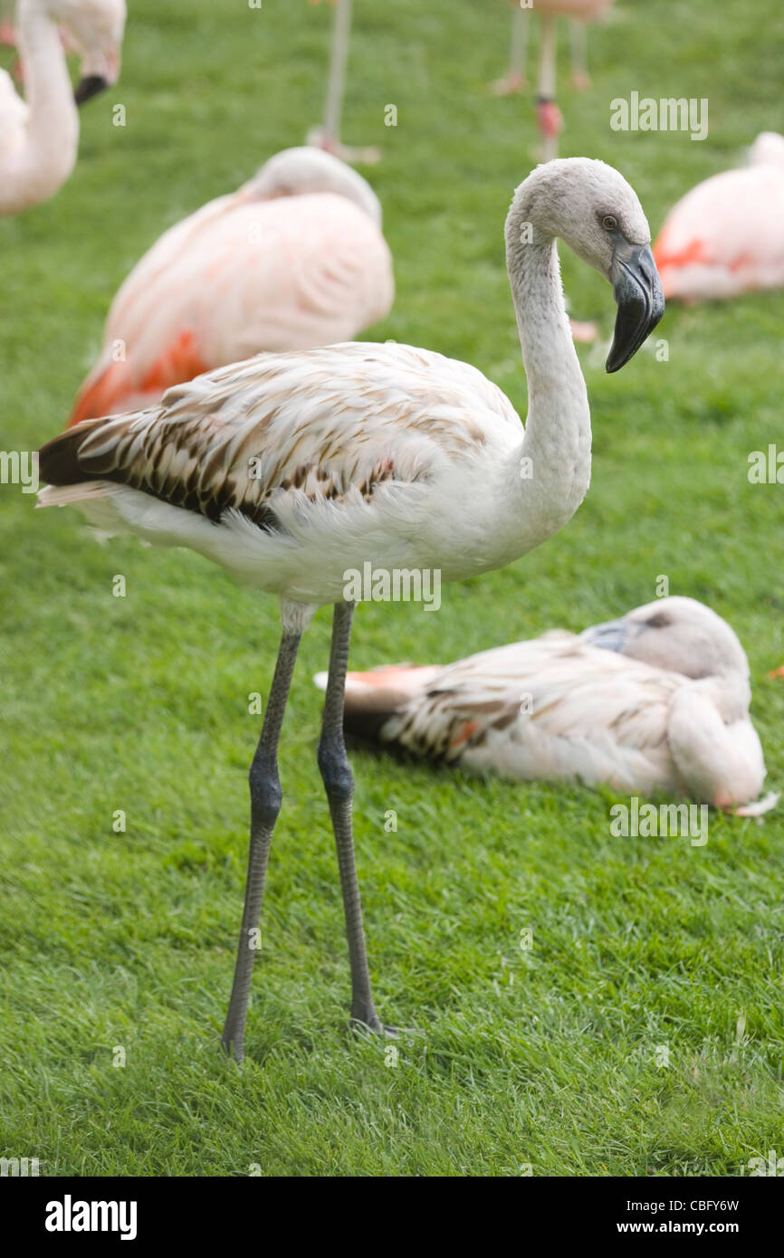 Chilenische Flamingo (Phoenicopterus Chilensis). Gut gewachsene Küken des Jahres. Juvenile. Immature.Bird in Erwachsene rosa Gefieder hinter. Stockfoto