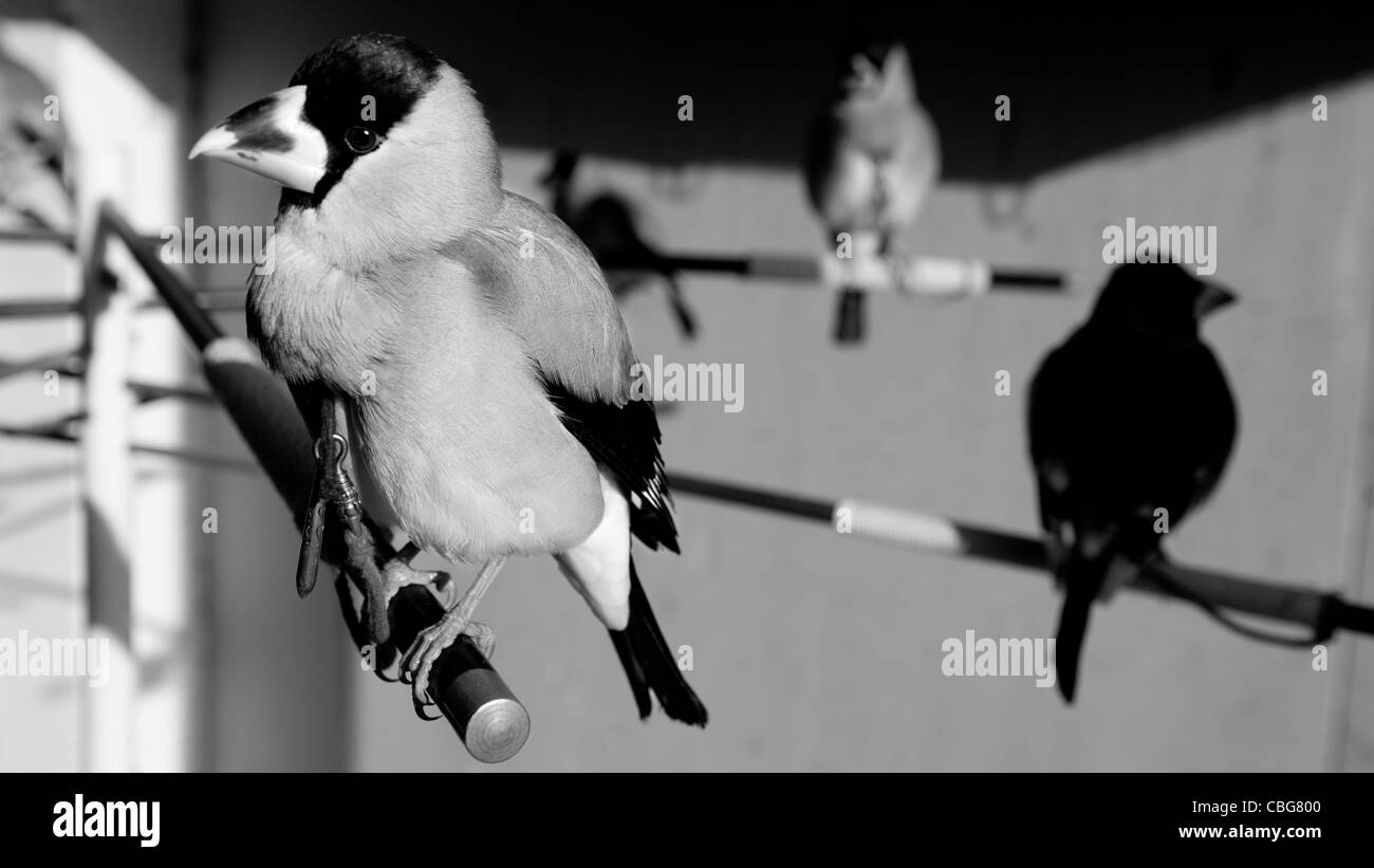 Japanische Kirschkernbeißern in einer chinesischen Vogel shop Stockfoto